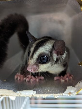 d7393178 ▲▼桃園「非犬貓特寵」認養會16日登場 天竺鼠、蜜袋鼯、球蟒在找家。(圖/桃園市動保處提供)