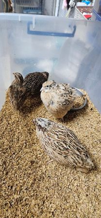 d7393179 ▲▼桃園「非犬貓特寵」認養會16日登場 天竺鼠、蜜袋鼯、球蟒在找家。(圖/桃園市動保處提供)