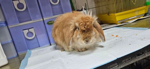 d7393181 ▲▼桃園「非犬貓特寵」認養會16日登場 天竺鼠、蜜袋鼯、球蟒在找家。(圖/桃園市動保處提供)