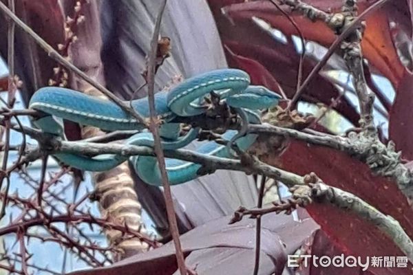 ▲▼抬頭發現色違版神級美蛇！　超罕見「Tiffany藍」赤尾青竹絲現身。（圖／網友張氏兄弟提供）