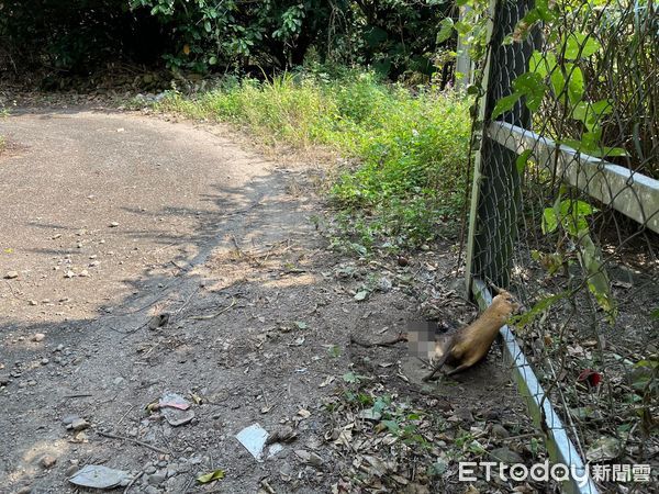 ▲▼成年山羌角卡農地鐵網慘死！　「下半身被啃光」絕望眼神惹心碎。（圖／網友張先生提供）