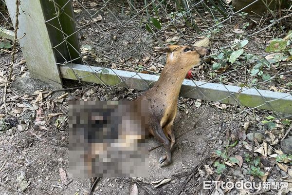 ▲▼成年山羌角卡農地鐵網慘死！　「下半身被啃光」絕望眼神惹心碎。（圖／網友張先生提供）