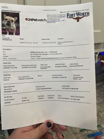 d7393710 ▲2法鬥遭扔收容所「飼主要求安樂死」 超扯理由氣炸志工:不需要。(圖/翻攝自Facebook/Lone Star Dog Ranch & Dog Ranch Rescue)