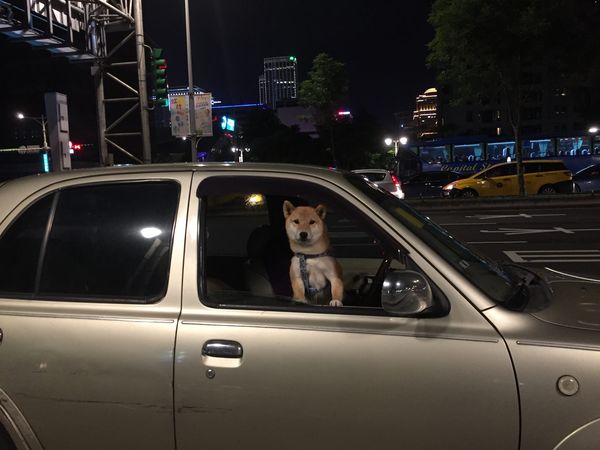 ▲寵物不要放在車上。（圖／台北市動物保護處提供）