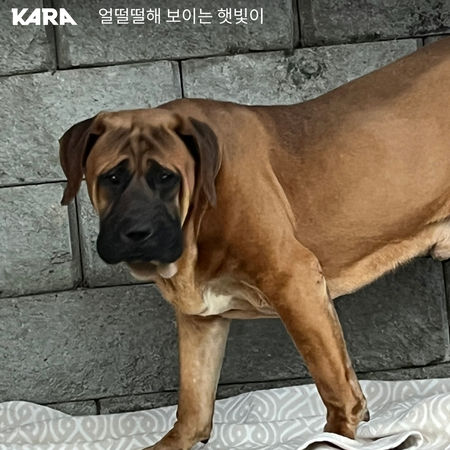 韓國狗肉協會丟狗。（圖／翻攝自Korea Animal Rights Advocates -KARA）