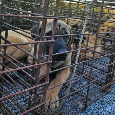 韓國狗肉協會丟狗。（圖／翻攝自Korea Animal Rights Advocates -KARA）