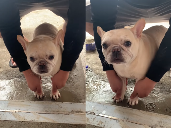 d7395788 法國鬥牛犬依比。(圖/有點毛毛的/粉專「奶油法鬥-依比-依比利 I I」投稿)
