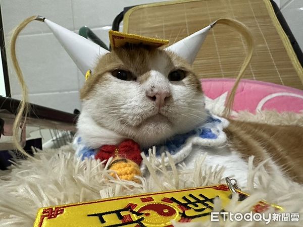 ▲落魄經過美髮店…浪貓搖身變「鎮店之喵」　吸引客人帶罐罐上門（圖／網友葉小維提供，請勿隨意翻拍，以免侵權。）