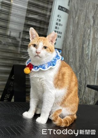 ▲落魄經過美髮店…浪貓搖身變「鎮店之喵」　吸引客人帶罐罐上門（圖／網友葉小維提供，請勿隨意翻拍，以免侵權。）