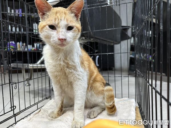 ▲落魄經過美髮店…浪貓搖身變「鎮店之喵」　吸引客人帶罐罐上門（圖／網友葉小維提供，請勿隨意翻拍，以免侵權。）