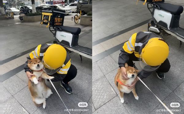 d7395954 柴犬一一。(圖/翻攝自小紅書@一一是隻小柴犬)