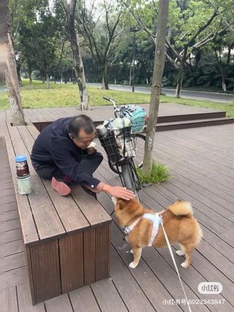 d7395955 柴犬一一。(圖/翻攝自小紅書@一一是隻小柴犬)