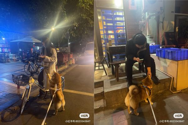 d7395956 柴犬一一。(圖/翻攝自小紅書@一一是隻小柴犬)