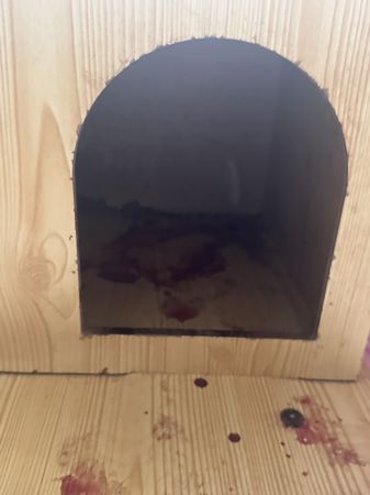 ▲▼住家養29隻貓！初產母貓不安「啃食剛出生寶寶」留滿地血嚇壞民眾。（圖／新北市動保處提供）
