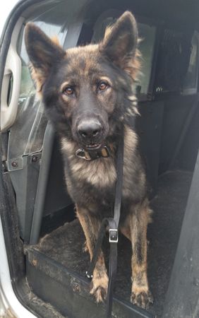d7397108 ▲▼美國愛荷華州副警長將警犬關在車上22小時,導致警犬喪生。(圖/翻攝自Facebook/BooneCountySO)