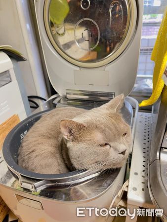 d7398420 ▲▼準備洗澡就失蹤!媽喊半天見電鍋「爆出貓肉餡」傻眼:該怎麼處理。(圖/飼主八萬媽媽提供)