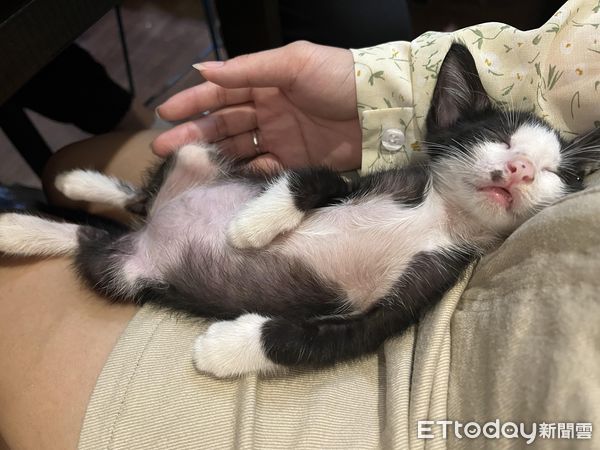 ▲▼「家裡的貓太黏」24小時貼身撒嬌　媽上網求解獲得「最強解答」。（圖／網友Mila Su授權提供）