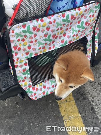 ▲▼柴犬「拔咘咿(Babuy)」。（圖／IG@「s_bear_0706」提供，請勿隨意翻拍，以免侵權。）