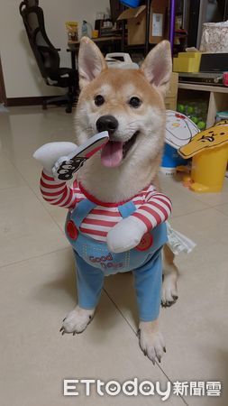 ▲▼柴犬「拔咘咿(Babuy)」。（圖／IG@「s_bear_0706」提供，請勿隨意翻拍，以免侵權。）