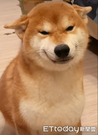 ▲▼柴犬「拔咘咿(Babuy)」。（圖／IG@「s_bear_0706」提供，請勿隨意翻拍，以免侵權。）