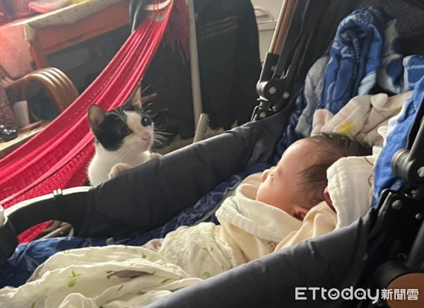 ▲有新生兒？「賓士貓保母」遠處偷窺嬰兒　聽到哭第一個衝來關心（圖／網友董姿均提供，請勿隨意翻拍，以免侵權。）
