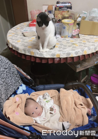 ▲有新生兒？「賓士貓保母」遠處偷窺嬰兒　聽到哭第一個衝來關心（圖／網友董姿均提供，請勿隨意翻拍，以免侵權。）