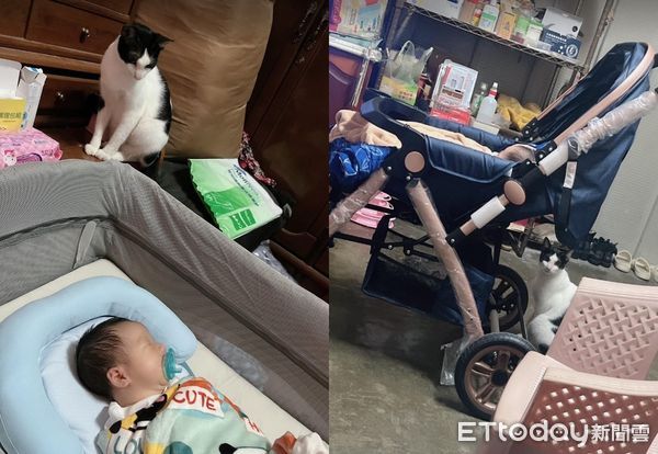 ▲有新生兒？「賓士貓保母」遠處偷窺嬰兒　聽到哭第一個衝來關心（圖／網友董姿均提供，請勿隨意翻拍，以免侵權。）