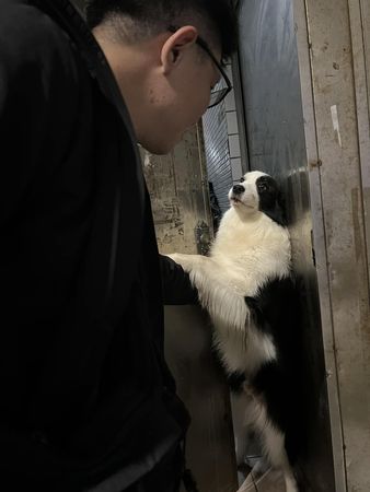 爸爸準備出門！汪小三開絕招「癡情眼神」伸手挽留：不揪偶嗎？（圖／有點毛毛的／飼主呂詩琪提供）