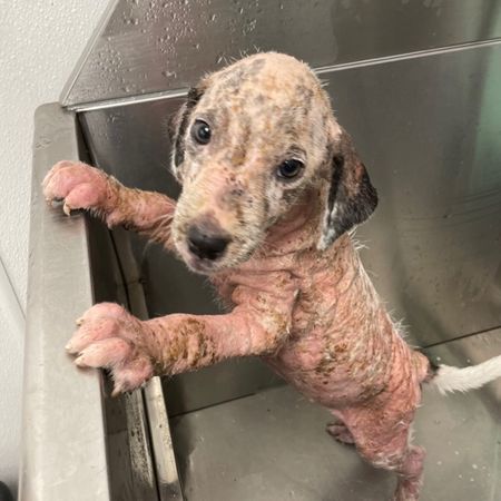 ▲▼流浪犬鄧肯(Duncan)。（圖／翻攝自Facebook@Friends of Marshall Animals）
