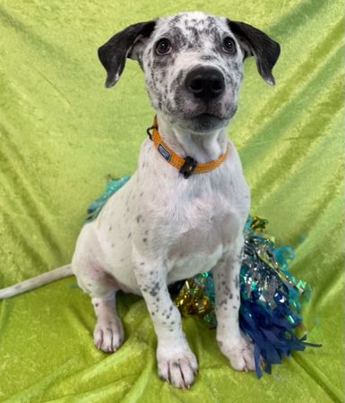 ▲▼流浪犬鄧肯(Duncan)。（圖／翻攝自Facebook@Friends of Marshall Animals）