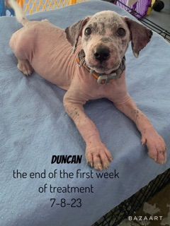 ▲▼流浪犬鄧肯(Duncan)。（圖／翻攝自Facebook@Friends of Marshall Animals）