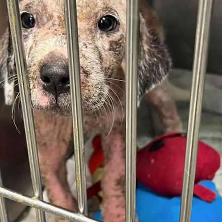 ▲▼流浪犬鄧肯(Duncan)。（圖／翻攝自Facebook@Friends of Marshall Animals）