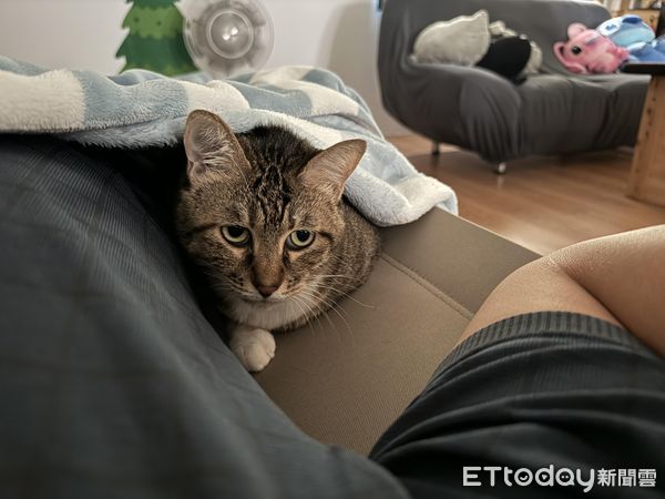 ▲▼被趕出房間！爸爸抱貓睡「巨無霸貓窩」　貓奴暴動：哪裡買的。（圖／網友鍾軒丞授權提供）