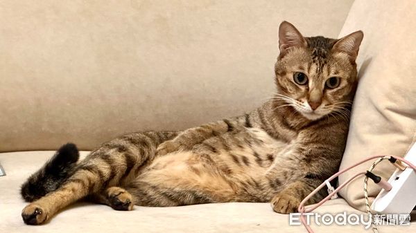 ▲▼貓咪「Cola」和黃金獵犬「野椰」。（圖／Facebook粉專@大叔眼界提供，請勿隨意翻拍，以免侵權。）