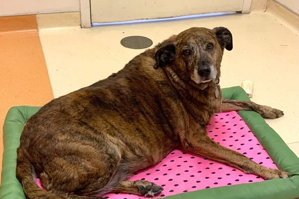 ▲▼主人過世…忠犬「癡守屍體3天」被救出　2周後終卸心防等一個家。（圖／翻攝自FB／The Anti-Cruelty Society）