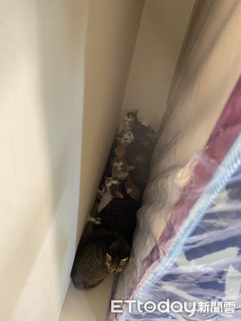 ▲▼家有19貓！工人疑：數只有幾隻　媽床墊一掀笑翻萬人：聚賭被抓到。（圖／飼主陳小姐提供）