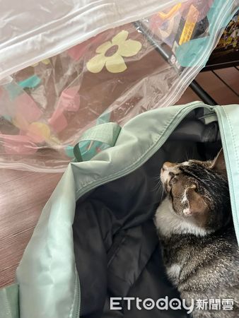▲▼波爾紙箱在動！她驚喜撈出「超萌美貓」　當場收編暖笑：就叫波波。（圖／飼主林小姐提供）