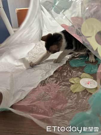 ▲▼波爾紙箱在動！她驚喜撈出「超萌美貓」　當場收編暖笑：就叫波波。（圖／飼主林小姐提供）