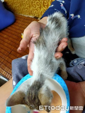 ▲▼皮包骨小貓才280g！阿公暖心收編「用愛一直灌概」2年澎成大餅臉。（圖／飼主八讚提供）