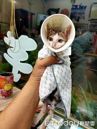 ▲▼皮包骨小貓才280g！阿公暖心收編「用愛一直灌概」2年澎成大餅臉。（圖／飼主八讚提供）