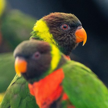 ▲▼米契爾虹彩吸蜜鸚鵡。（圖／翻攝自Chester Zoo）
