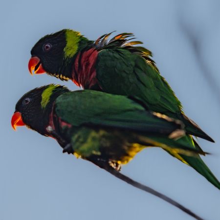 ▲▼米契爾虹彩吸蜜鸚鵡。（圖／翻攝自Chester Zoo）