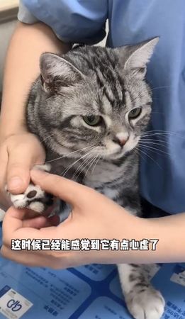 ▲▼美短「突然掰咖」嚇壞貓奴　進醫院檢查沒問題…肉條一拿秒露餡。（圖／翻攝自抖音@雞胸肉味揪揪子）