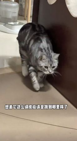 ▲▼美短「突然掰咖」嚇壞貓奴　進醫院檢查沒問題…肉條一拿秒露餡。（圖／翻攝自抖音@雞胸肉味揪揪子）