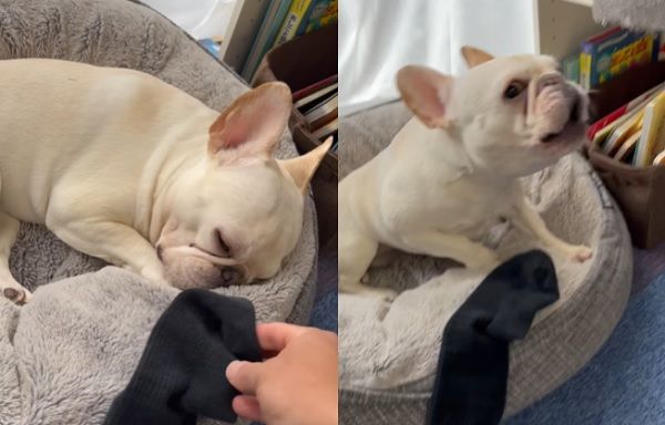 ▲▼法鬥犬睡夢中聞到臭襪子　「瞪大眼驚醒」仰頭咆哮：好臭！（圖／翻攝自Instagram@burufami）