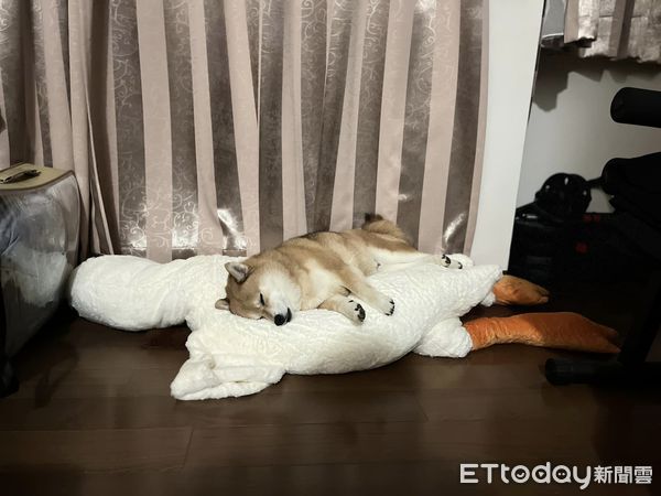 ▲一開始不屑鵝娃娃！柴犬突然愛上「扛去房間」　每次騎完才要睡（圖／網友張小姐提供，請勿隨意翻拍，以免侵權。）