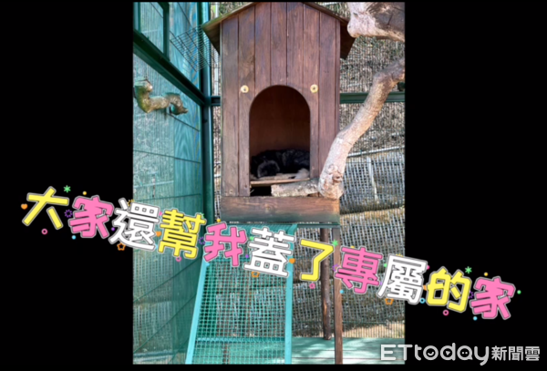 ▲「脖掛福袋」銀狐有家了！九九峰動物園暖收編　顧2個月毛變漂亮（圖／粉專「九九峰動物樂園」提供，請勿隨意翻拍，以免侵權。）