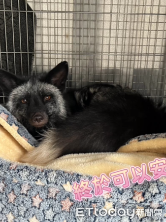 ▲「脖掛福袋」銀狐有家了！九九峰動物園暖收編　顧2個月毛變漂亮（圖／粉專「九九峰動物樂園」提供，請勿隨意翻拍，以免侵權。）