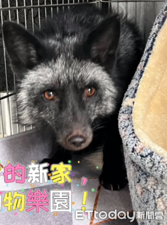 ▲「脖掛福袋」銀狐有家了！九九峰動物園暖收編　顧2個月毛變漂亮（圖／粉專「九九峰動物樂園」提供，請勿隨意翻拍，以免侵權。）