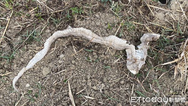 ▲整理田埂撿到「透明薄蛇衣」　青農突鼻酸：像孩子長大回家的感覺（圖／青農魏瑞廷提供，請勿隨意翻拍，以免侵權。）